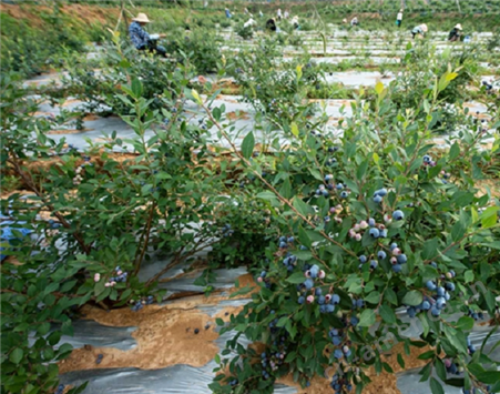 塑料蓝莓花盆生产厂家 批发黑色大号加仑盆控根盆 多种型号