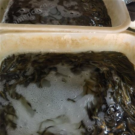 水产基地出售泥鳅苗 生长迅速 抗病性强 易成活淡水鱼苗 敦皇
